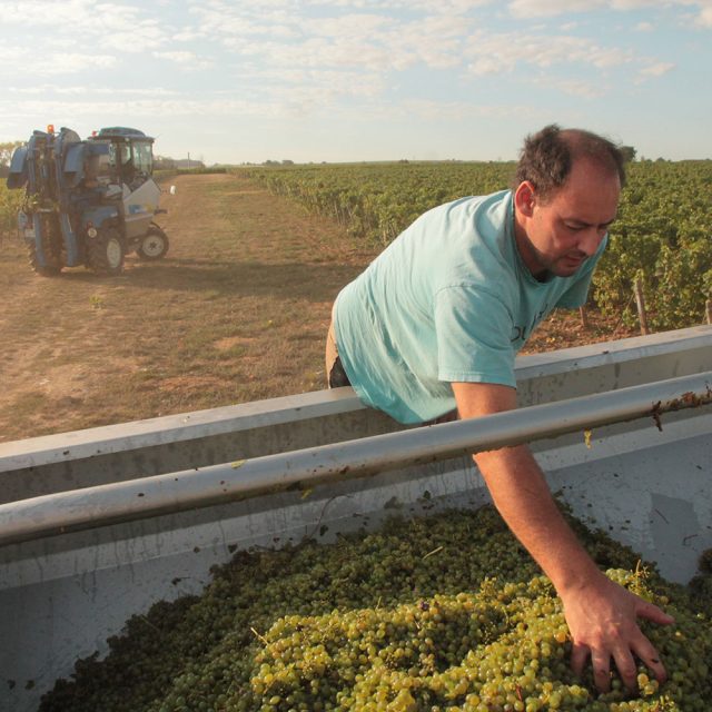 Vendanges au Domaine Carroy