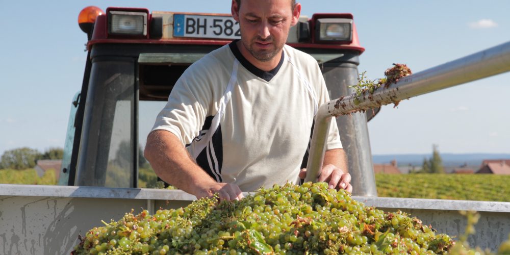 Vendanges 2018 au Domaine Carroy